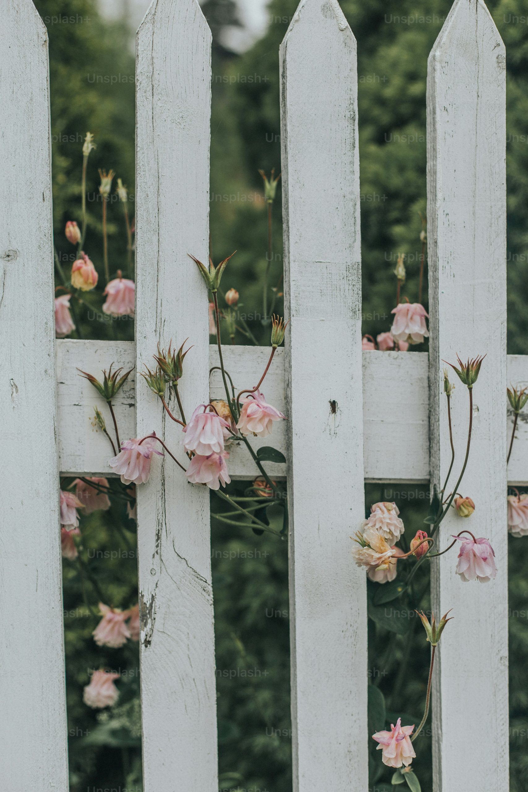 A White Picket Fence With Pink Flowers Growing On It Photo – Nature ... intended for Behind the Design Unpacking the Picket House Turner Aesthetic