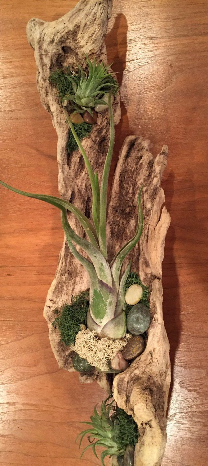 Driftwood Living Wall Driftwood Wall Hanging Airplant Driftwood Wall ... with The Art of Unwinding Creating Your Driftwood Apartment Sanctuary