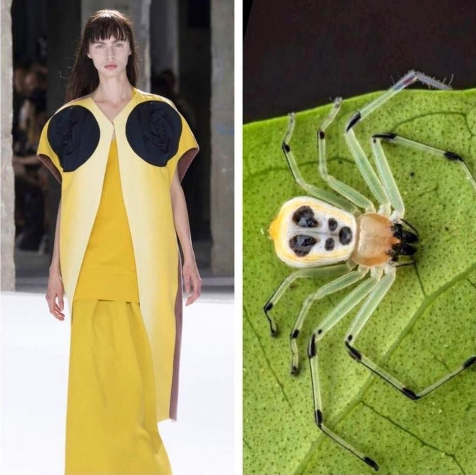 Takes A Deep Dive Into Fashion And The Natural World. | Desfile De Moda ... with regard to
