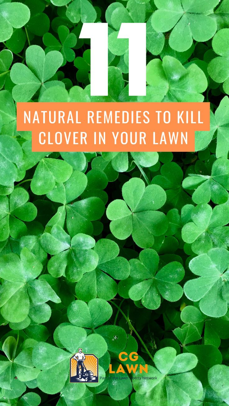 How to Effectively Eliminate Clover from Your Lawn Naturally
