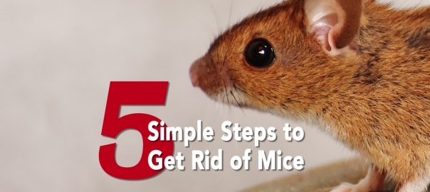 5 Simple Steps To Get Rid Of Mice - Erdye&amp;#039;s Pest Control throughout Step-by-Step Guide to Getting Rid of Mice in Wall Spaces