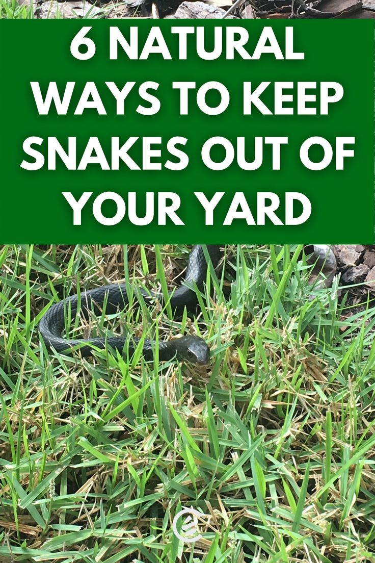 How to Keep Snakes Out of Your Yard Naturally