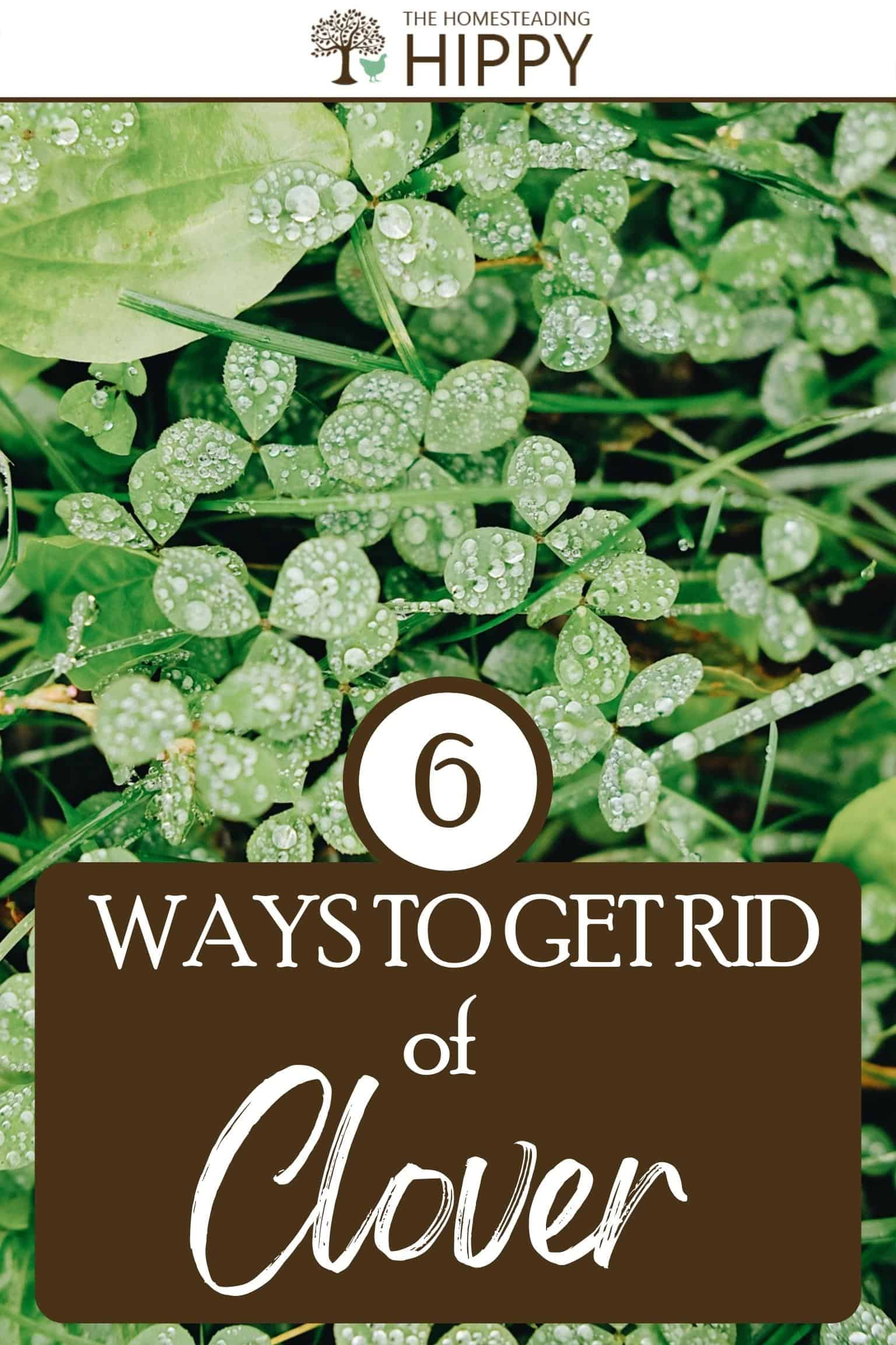 6 Ways To Get Rid Of Clover In Your Lawn Naturally (And Fast)! within How To Get Rid Of Clover In Yard