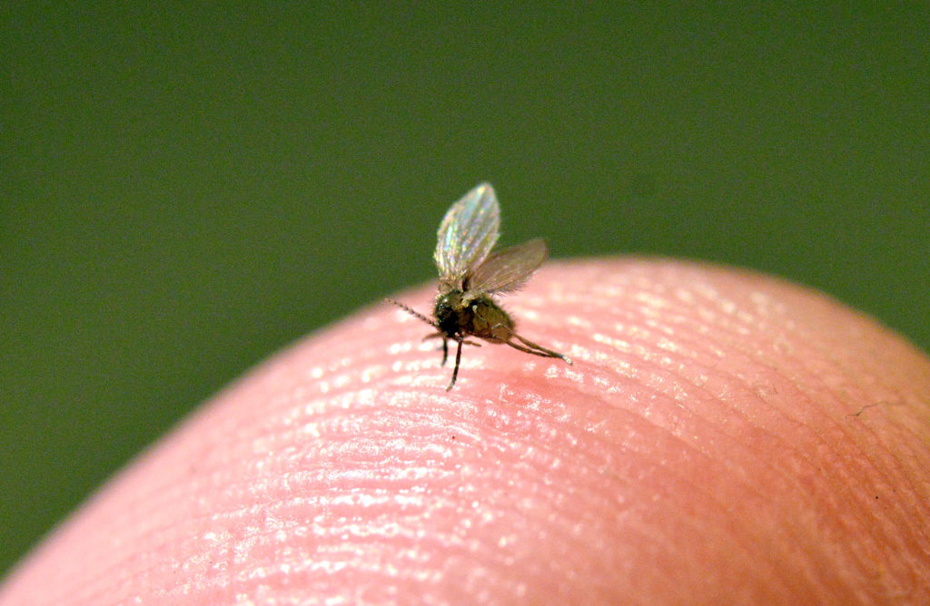 9 Types Of Gnats intended for Gnats in Your House? Here&amp;#039;s What You Need to Know About Their Origins