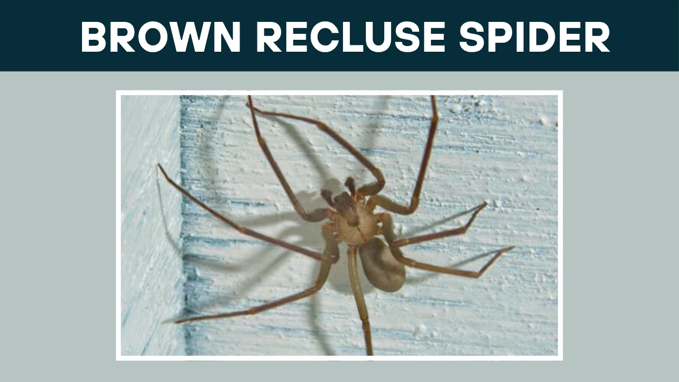 Are Brown Recluse Spiders Endangered? Conservation Status throughout Understanding Brown Recluse Spider Behavior and Effective Prevention Strategies