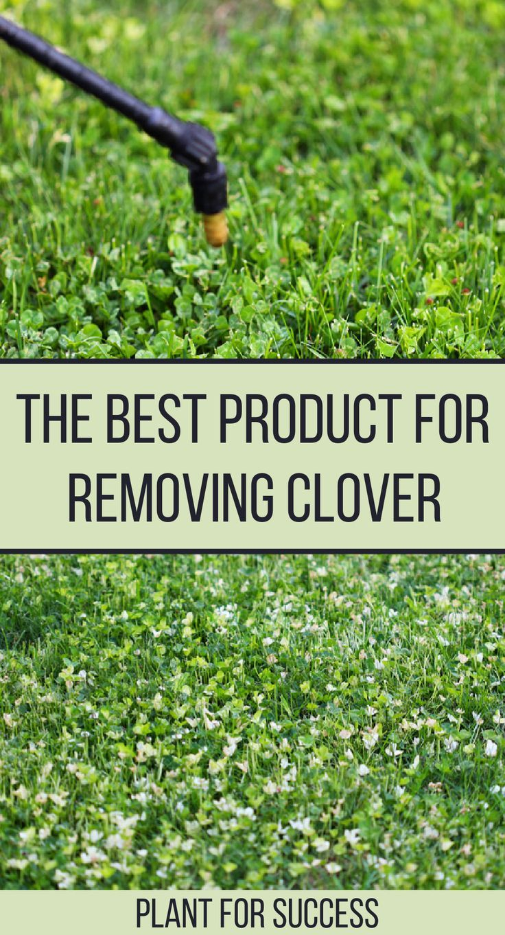 Best Herbicide For Removing Clover From Lawn with regard to How to Effectively Eliminate Clover from Your Lawn Naturally