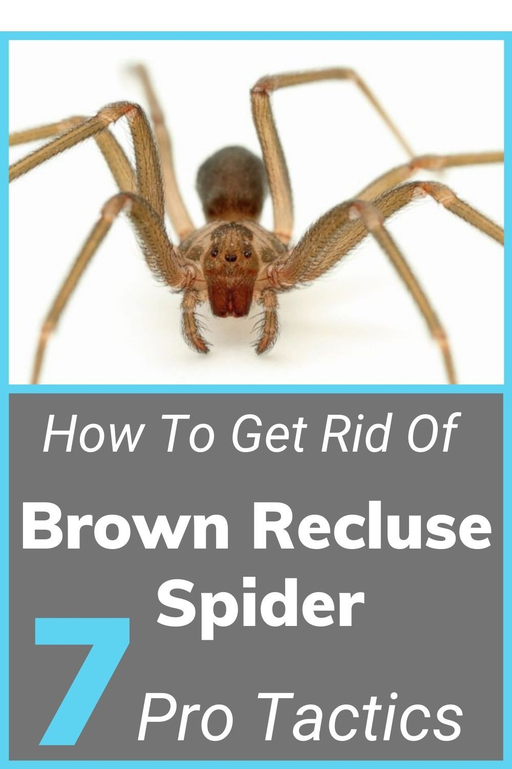 Brown Recluse Spider And Symptoms intended for Pest Control For Brown Recluse Spiders
