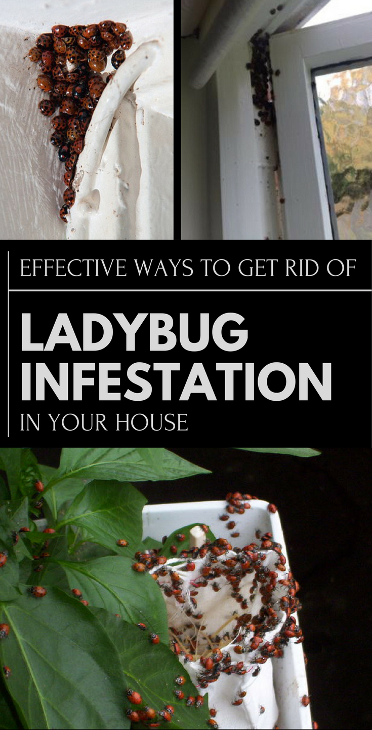 Seasonal Solutions for Ladybug Infestations in Homes
