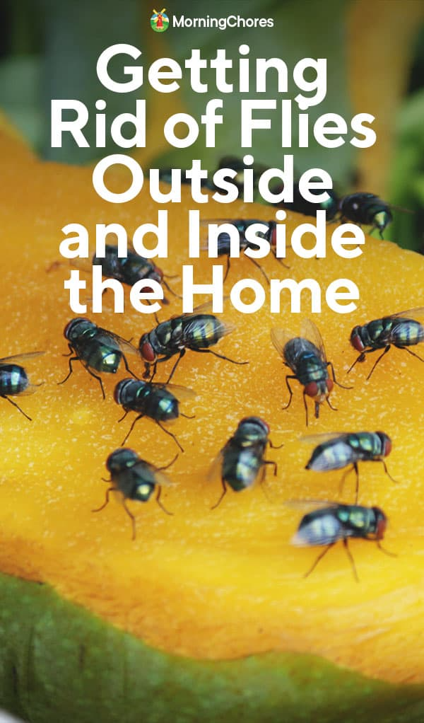 Get Rid Of Flies – Artofit within Quick Solutions for Getting Rid of Tiny Flying Insects Inside