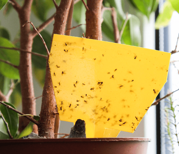 Gnats In Your Houseplants At Ada Tawney Blog throughout Gnats in Your House? Here&amp;#039;s What You Need to Know About Their Origins
