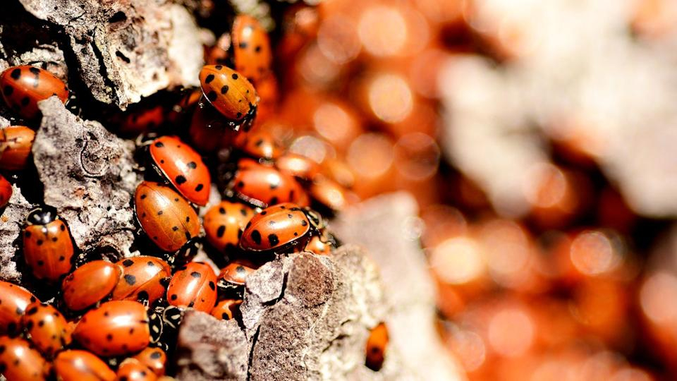 Here&amp;#039;s Why There Are So Many Ladybugs Right Now, And How To Prevent An ... with Seasonal Solutions for Ladybug Infestations in Homes