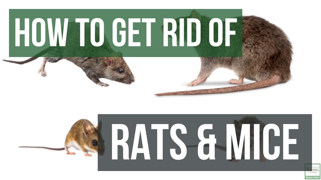 How Do You Keep Mice And Rats Out Of Your House At Ida Barrera Blog pertaining to Step-by-Step Guide to Getting Rid of a Mouse in the Wall