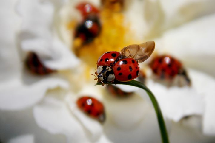 How Long Do Ladybugs Live? Surprising Facts - What&amp;#039;s That Bug? with regard to The Surprising Reason Why Ladybugs Choose Your House