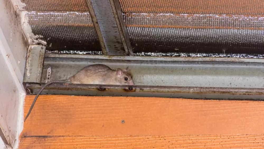 How To Get Mice From Walls At Jimmy Coats Blog for How Do You Get Rid Of Mice In The Walls