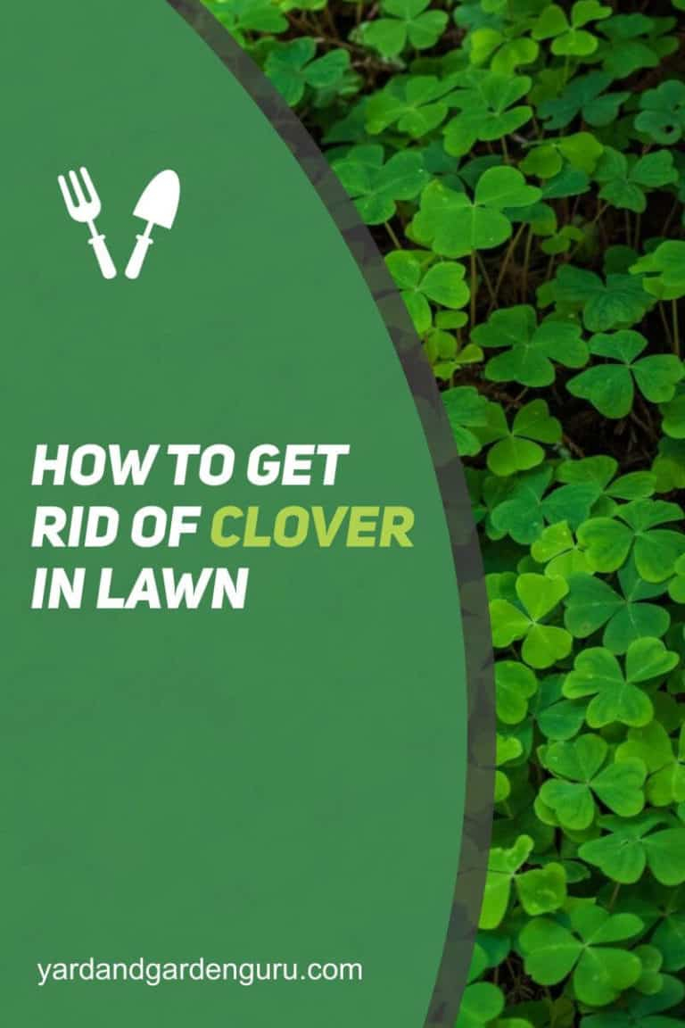 How To Get Rid Of Clover In Lawn with regard to How To Get Rid Of Clover In Yard