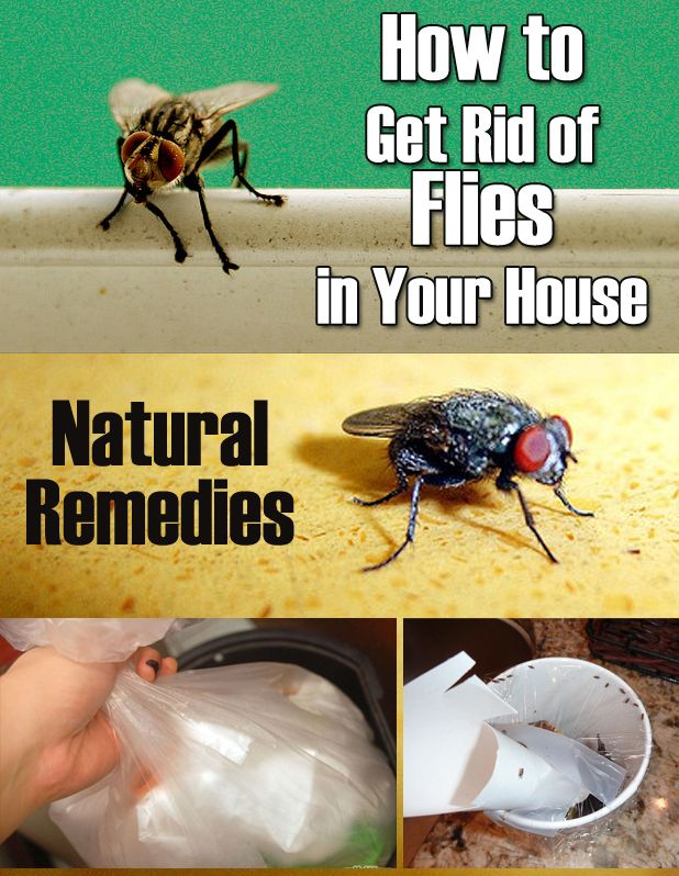 Quick Solutions for Getting Rid of Tiny Flying Insects Inside