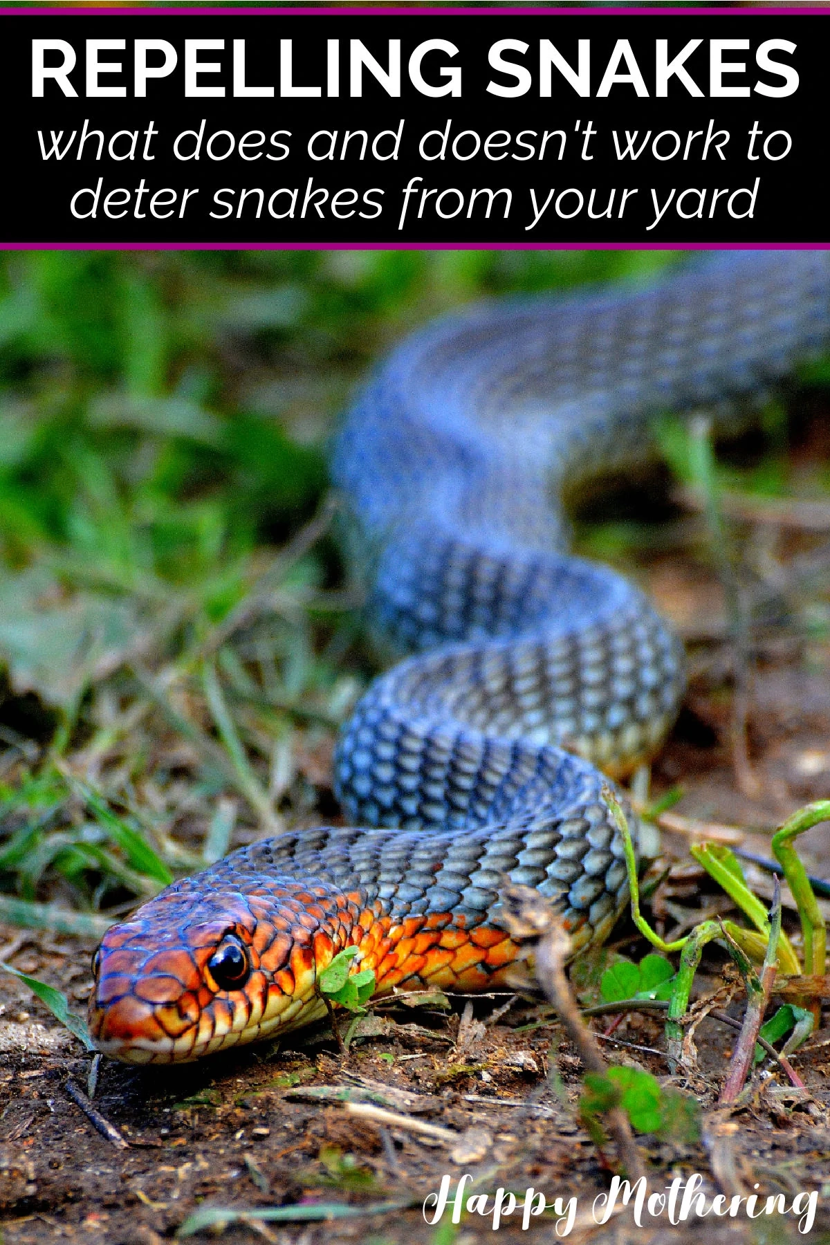 How To Get Rid Of Garden Snakes From Your Yard | Fasci Garden throughout How To Prevent Snakes In Yard