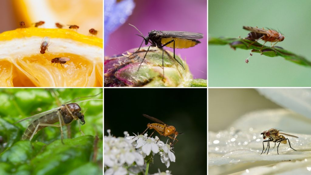 How To Get Rid Of Gnats In House? | 9 Effective Ways - Pest Samurai within Gnats in Your House? Here&amp;#039;s What You Need to Know About Their Origins