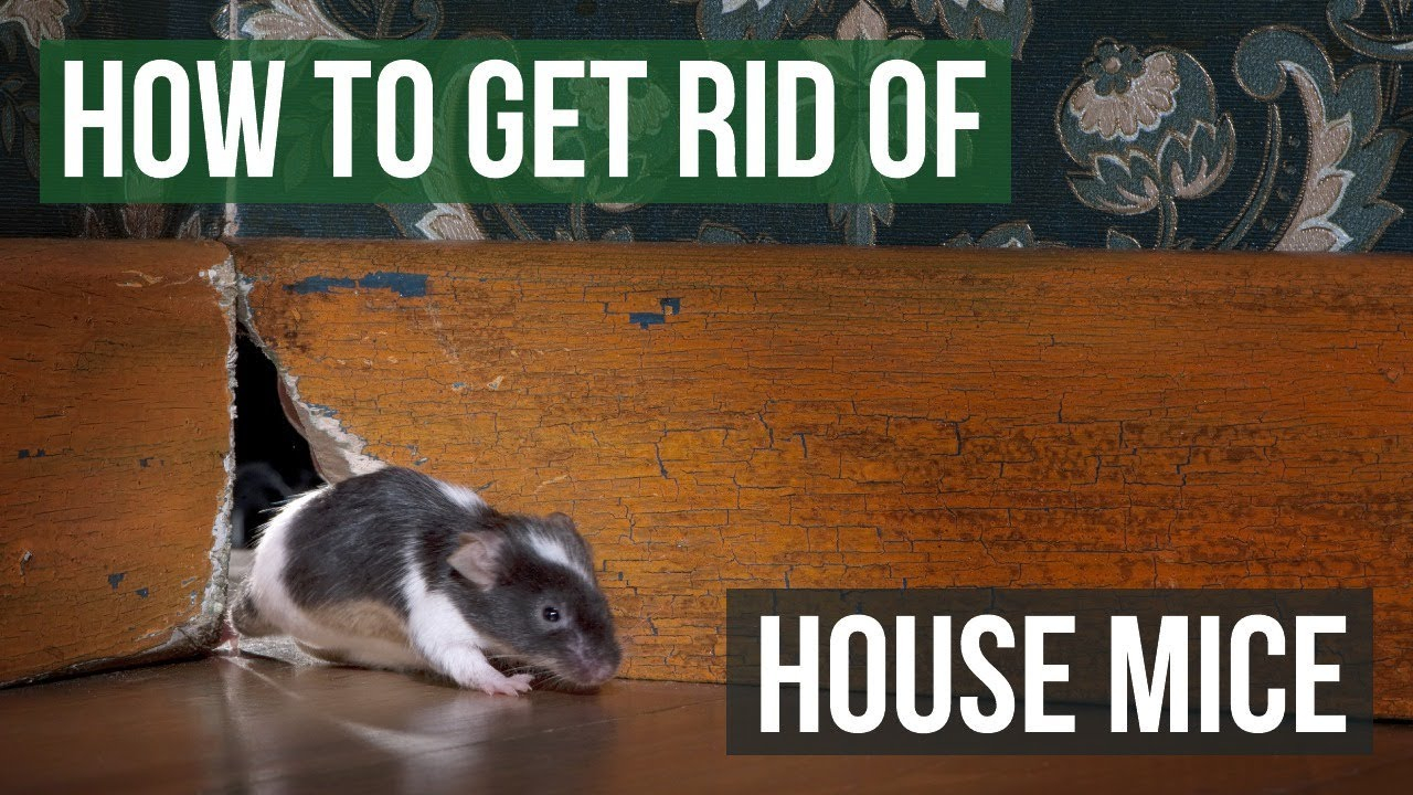 Step-by-Step Guide to Getting Rid of a Mouse in the Wall