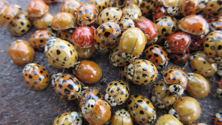 How To Get Rid Of Ladybugs Inside The House throughout How To Get Rid Of Ladybugs In My House