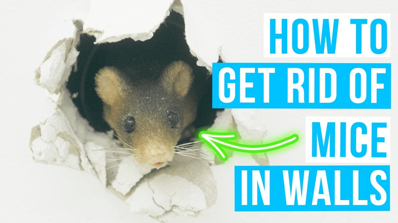 Step-by-Step Guide to Getting Rid of Mice in Wall Spaces