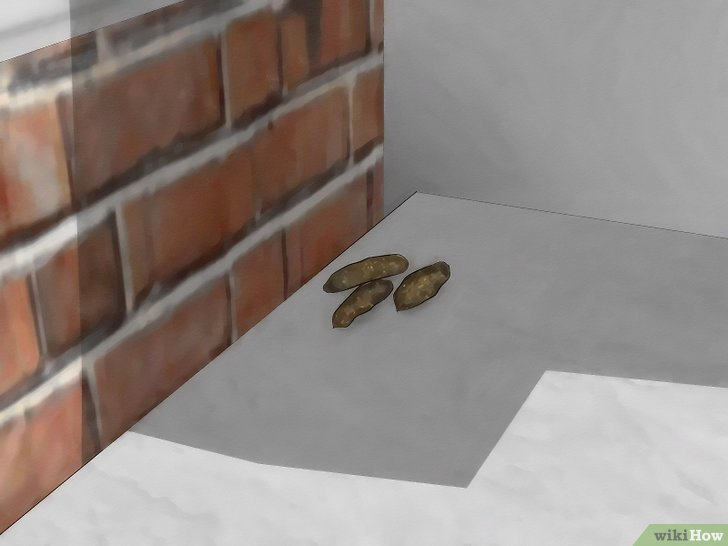 How To Get Rid Of Mice The Natural Way throughout Step-by-Step Guide to Getting Rid of a Mouse in the Wall