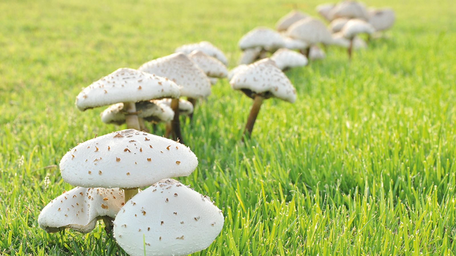 Seasonal Strategies for Controlling Mushroom Growth in Your Yard