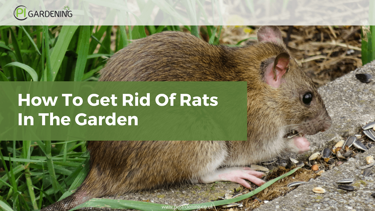 How To Get Rid Of The Rats In The Garden - Pi Gardening for Simple Steps to Keep Rats Away from Your Garden and Yard