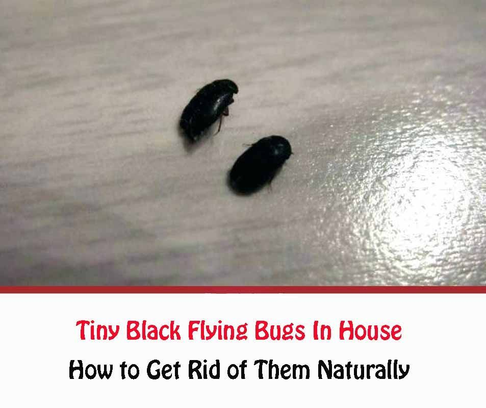 How To Get Rid Of Tiny Flying Bugs In The House At Kathleen Campion Blog with How To Get Rid Of Gnats Inside