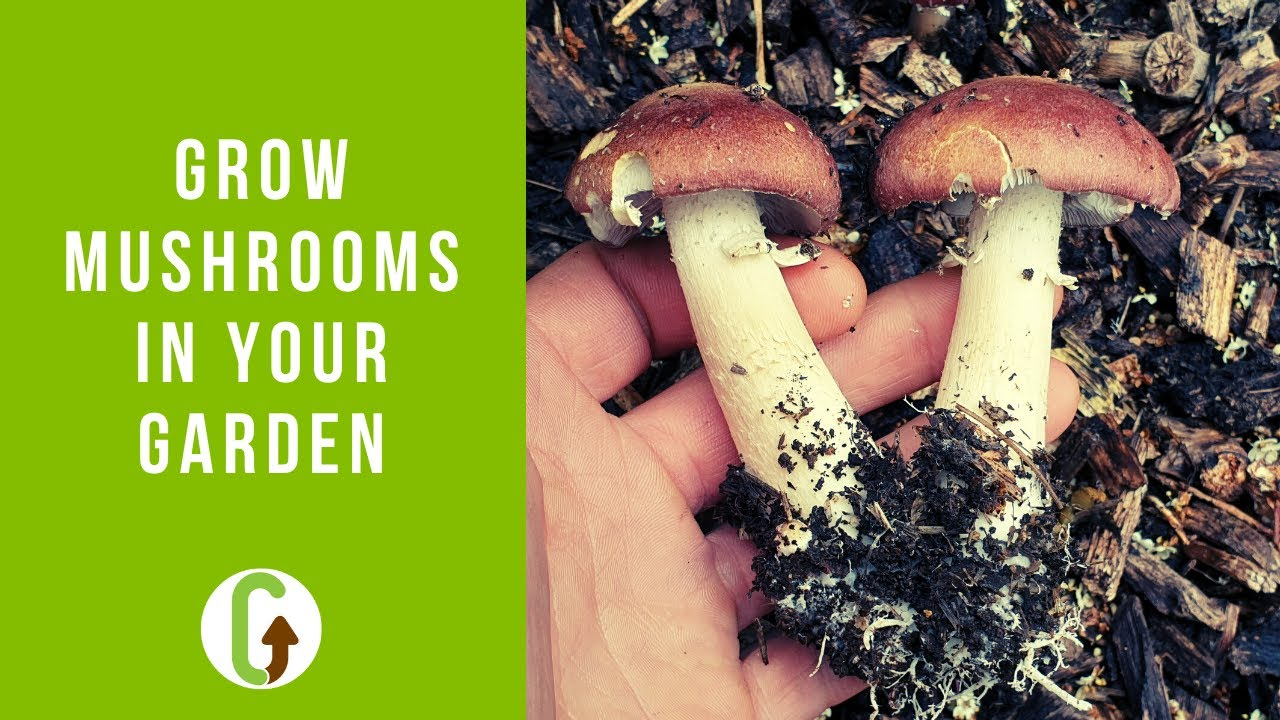How To Grow Mushrooms Outside: The Complete Guide in How To Rid Yard Of Mushrooms