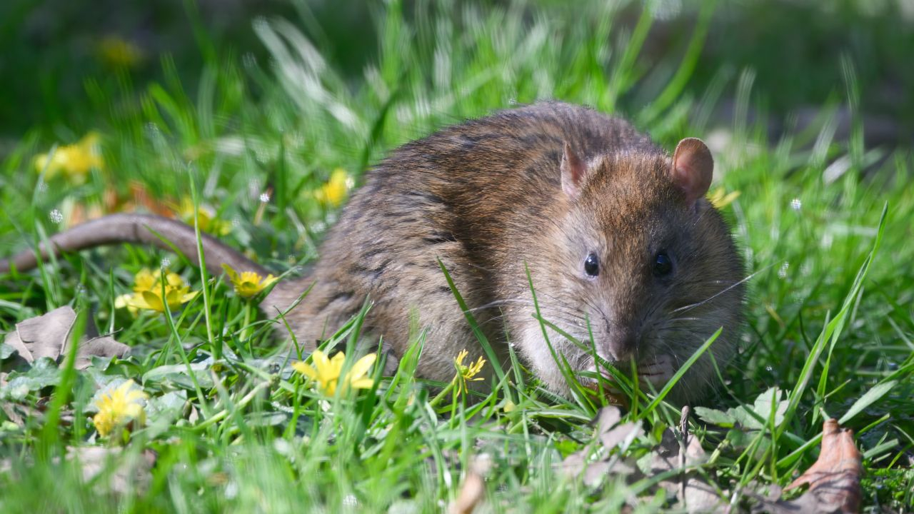 How To Keep Rats Away From Your Yard: 7 Expert Tips | Homes And Gardens with Simple Steps to Keep Rats Away from Your Garden and Yard