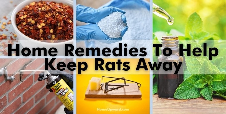 How To Keep Rats Away – Home Remedy Ideas That Help! with regard to Simple Steps to Keep Rats Away from Your Garden and Yard