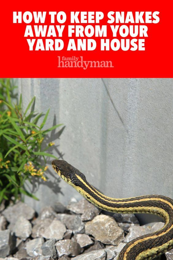How To Keep Snakes Away From Your Yard And House | Garden Snakes, Keep ... intended for How to Keep Snakes Out of Your Yard Naturally