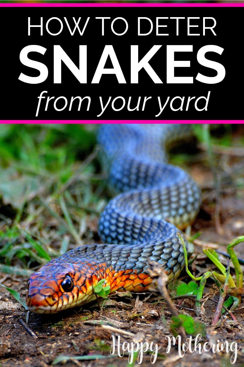 How To Keep Snakes Out Of Your Yard - Happy Mothering | Better Homes ... inside How To Prevent Snakes In Yard