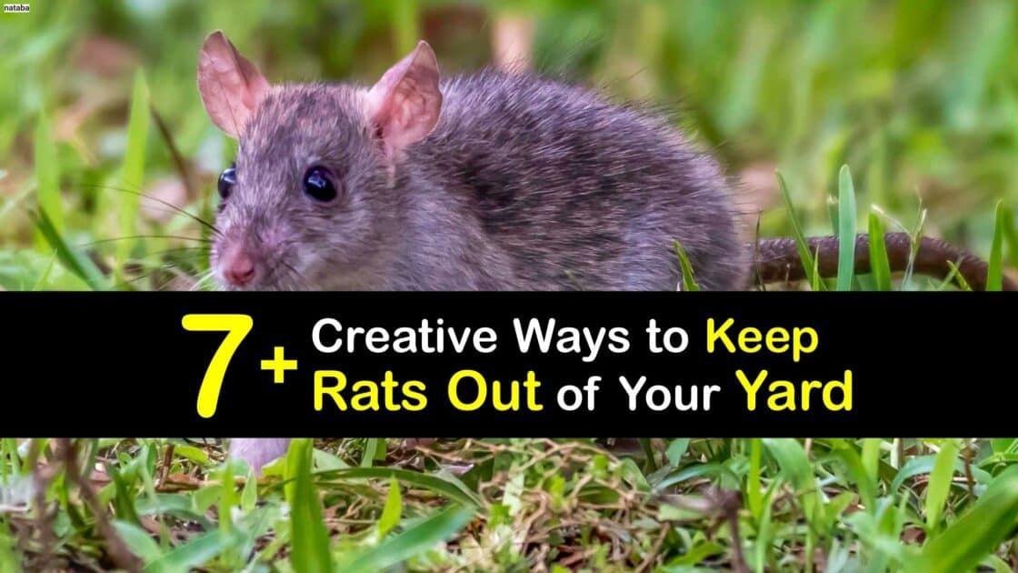 Simple Steps to Keep Rats Away from Your Garden and Yard