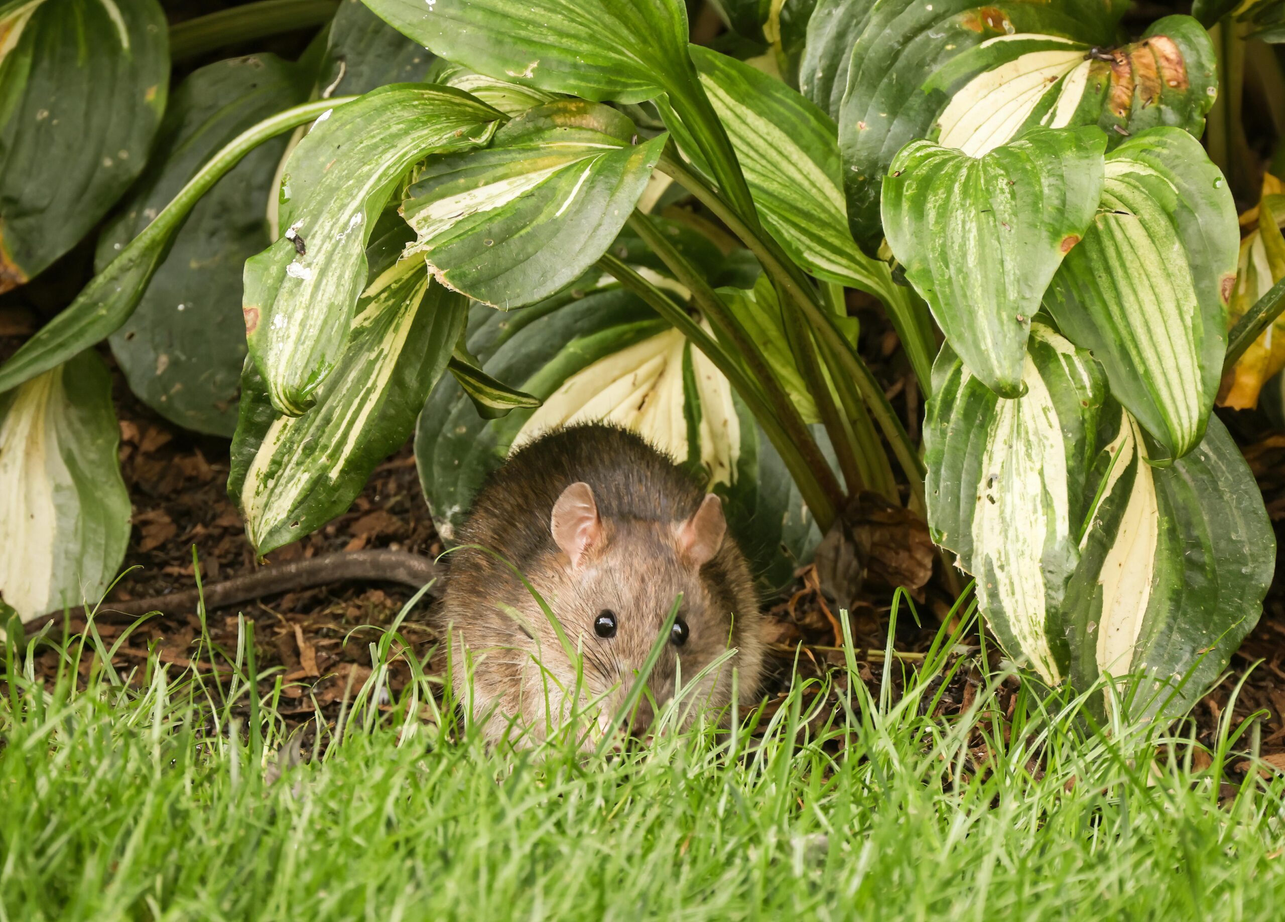 Keeping Rats Out Of Your Garden: Practical Tips For Gardeners - Denver ... with regard to How To Get Rid Of Outdoor Rats