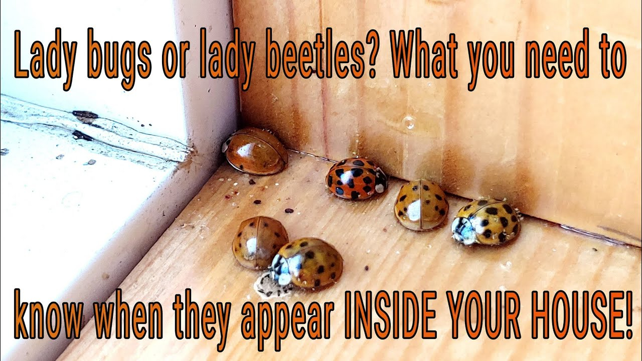 Lady Bugs In Your House? Multicolored Asian Lady Beetle Facts, History ... pertaining to Why Are There So Many Ladybugs In My House