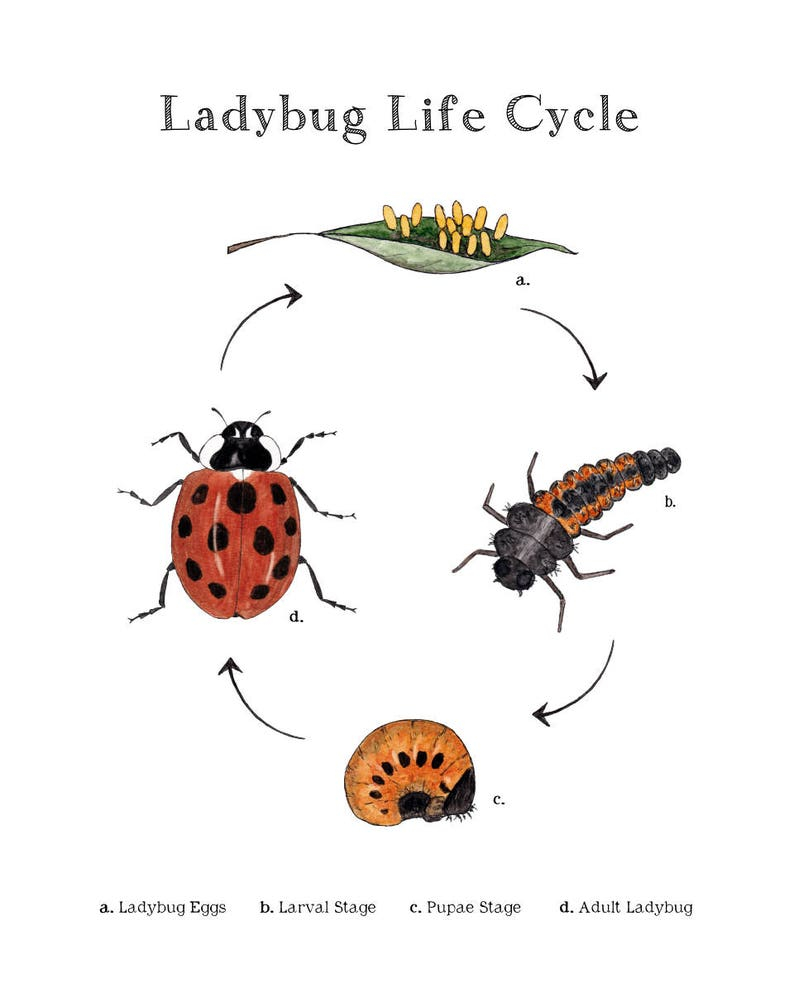 Ladybug Life Cycle, Educational Printable Art - A4 And 8X10 - Ladybird ... with The Ladybug Lifecycle: When Do These Helpful Insects Appear Each Year?