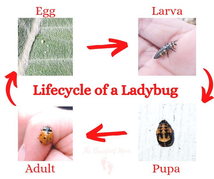 Ladybug Lifecycle Explained in The Ladybug Lifecycle: When Do These Helpful Insects Appear Each Year?
