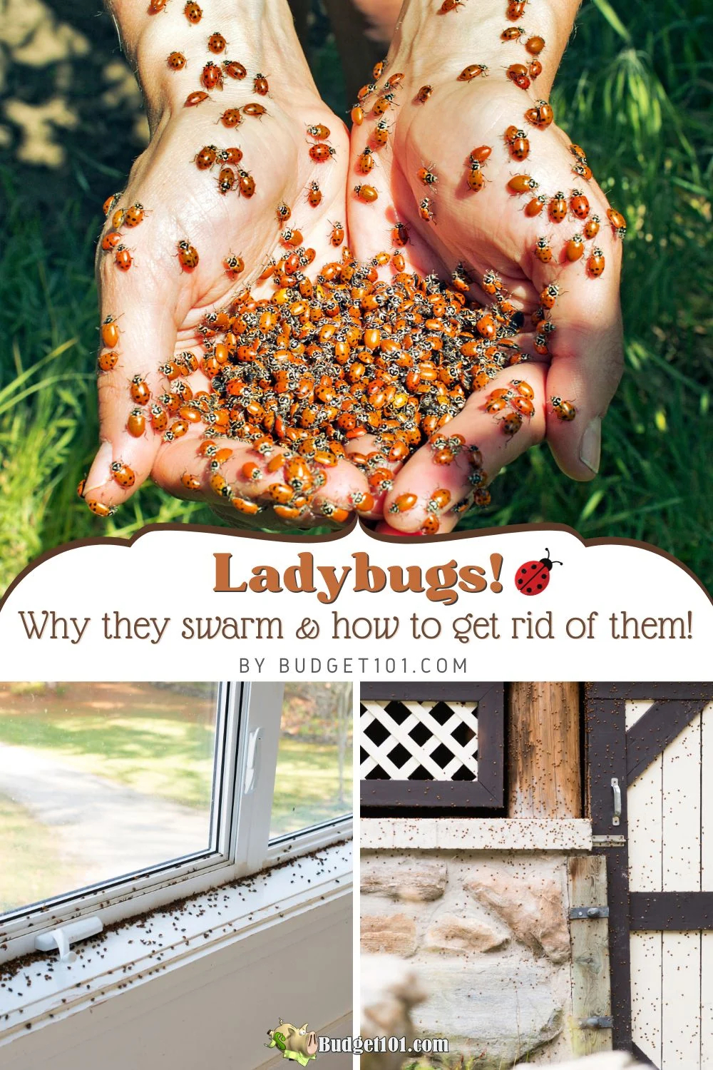 The Surprising Reason Why Ladybugs Choose Your House