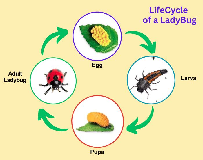Life Cycle Of A Ladybug for The Ladybug Lifecycle: When Do These Helpful Insects Appear Each Year?