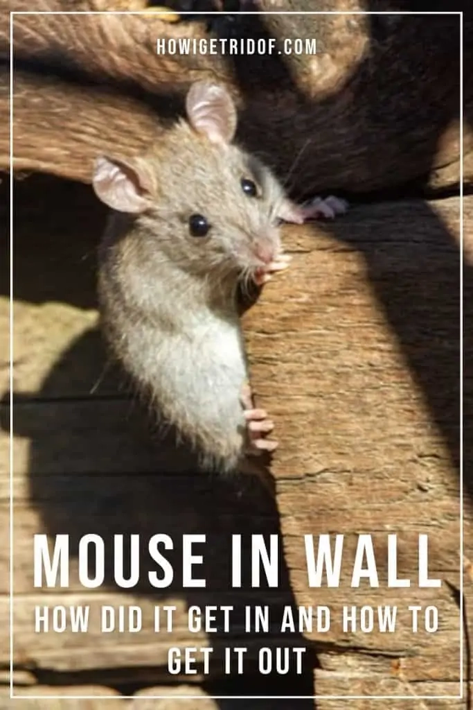 Mouse In Wall - How Did It Get In And How To Get It Out - How I Get Rid Of with regard to Step-by-Step Guide to Getting Rid of Mice in Wall Spaces