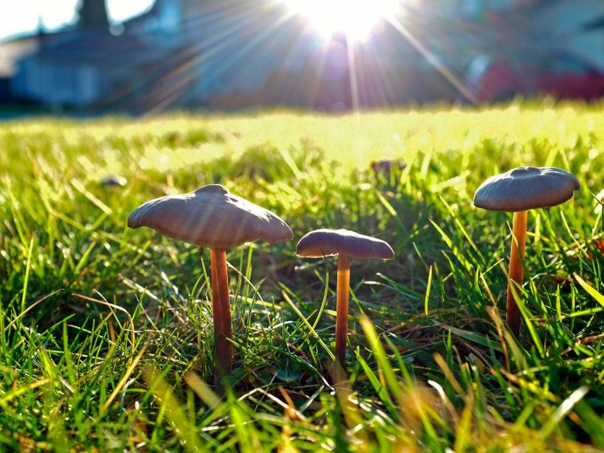 Mushrooms Growing On My Lawn - How To Eliminate Mushrooms | Gardening ... inside How To Rid Yard Of Mushrooms