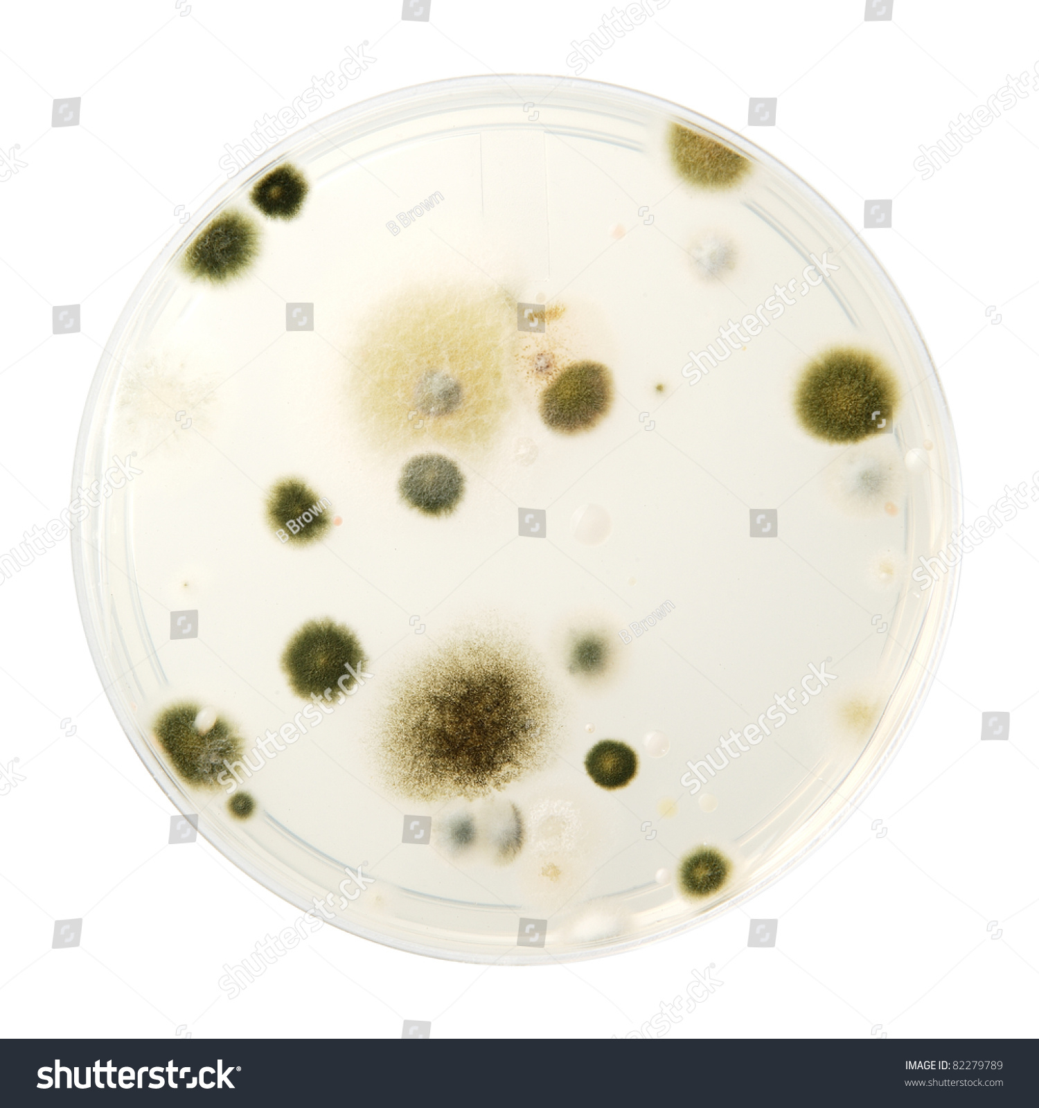 Petri Dish Mold Identification Photos At Martha Cannon Blog for Black Mold In Petri Dish