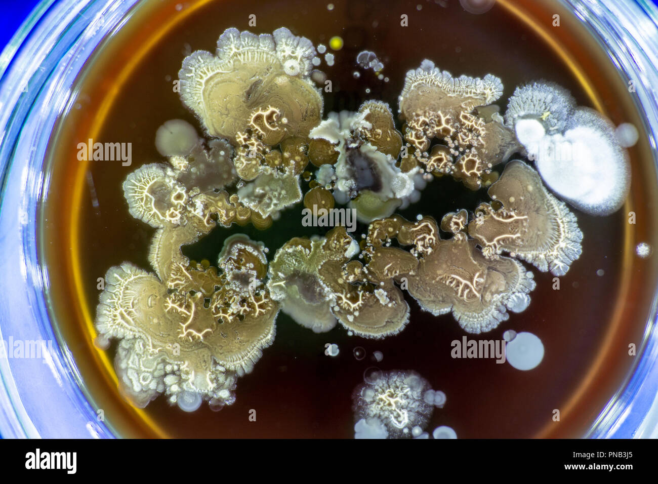 Petri Dish Mold Identification Photos At Martha Cannon Blog inside What happens when black mold meets petri dish culture conditions