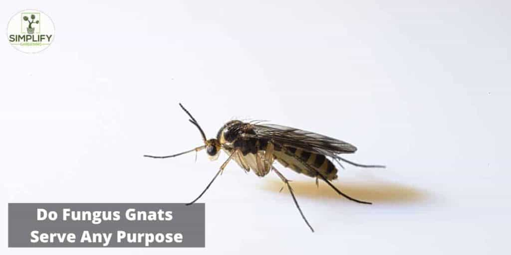 Prevent Fungus Gnats In The House. What You Need To Know - Simplify ... regarding Gnats in Your House? Here&amp;#039;s What You Need to Know About Their Origins