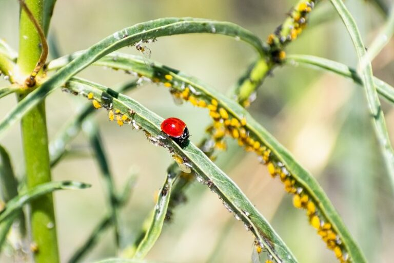 The Invasion Of Ladybugs: Dealing With The Pesky Infestation for How To Get Rid Of Ladybugs In My House