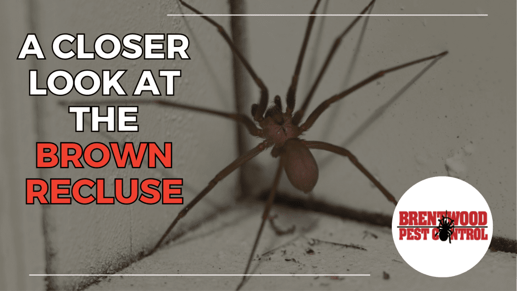 Understanding Brown Recluse Spider Behavior and Effective Prevention Strategies