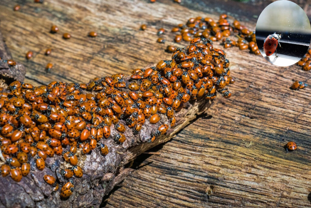 Understanding Ladybug Infestations In Your Home - How Shine Home pertaining to How To Get Rid Of Ladybugs In My House