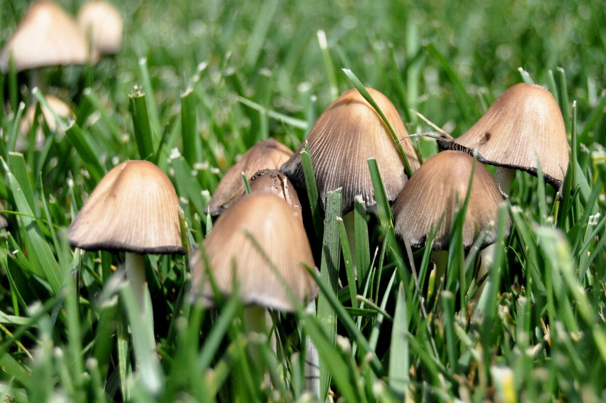 What Causes Mushrooms In My Yard? for How To Rid Yard Of Mushrooms